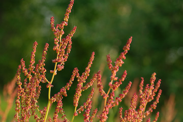 Red blooming flowers against the backdrop of  forests.