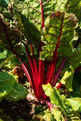 Rote Bete