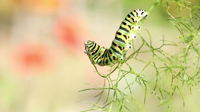 Butterfly larva on fennel plant - Caterpillar,  Swallowtail 
