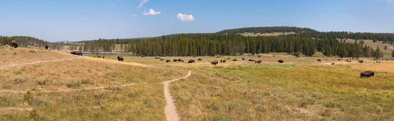 bison change the fur in Lamar Valley in Yellowstone National Park on summer in Wyoming