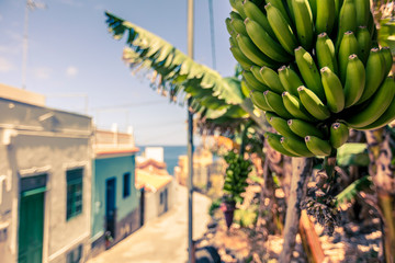 A bunch of bananas hanging on the side of a street