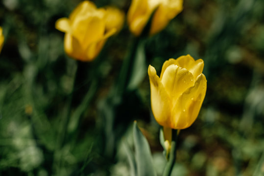 Yellow tulips - photo with lots of flowers