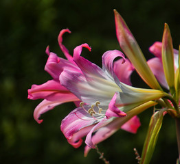 pink lily