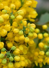 bunch of yellow flowers