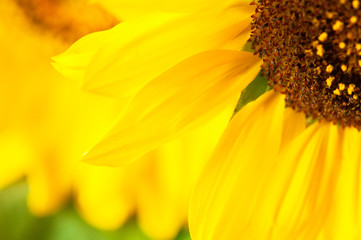 Close up of sunflower. Vibrant colors of sunflower petals.