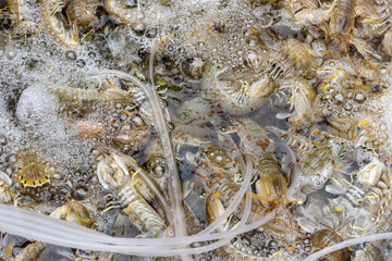 Seafood captured by the fishermen