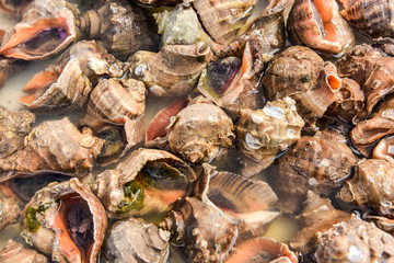 Seafood captured by the fishermen