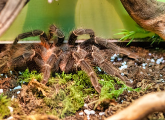 detail of  Lasiodora klugi a tarantula endemic to Brazil