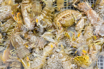 Seafood captured by the fishermen