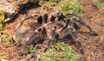detail of grammostola pulchripes in a terrarium