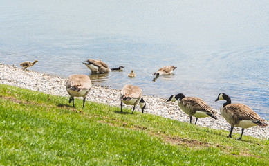 ducks by the lake pinch the grass