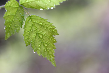 Green leaf texture, beautiful nature texture concept, copy space.