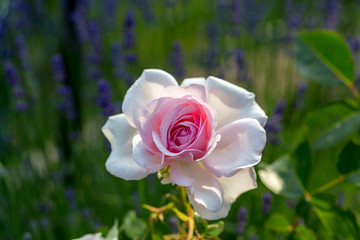 pink and white rose flower on the branch in the garden