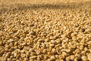 Coffee beans drying in the sun