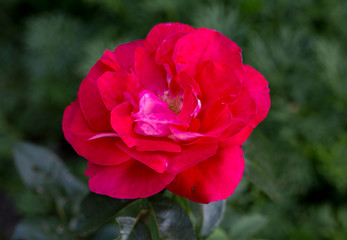 pink  rose flower on the branch in the garden