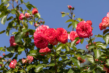 Red roses flowers on the branch in the garden