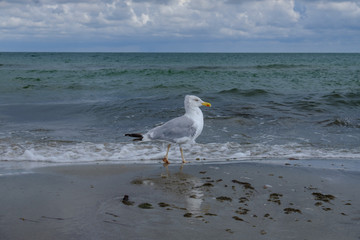 Silbermöwe vor rauer Ostsee