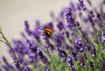 Colorful Butterfly on the blooming lavender flowers