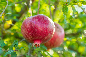 Ripe pomegranate fruits on a tree branch