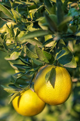 Ripe oranges hanging on a tree in the fruit garden