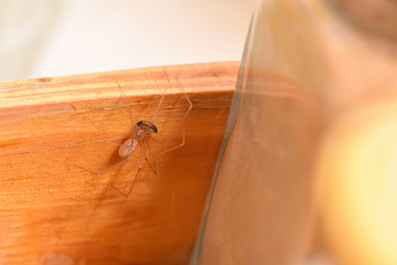 A house spider caught a cockroach and tries to eat it on the wooden surface
