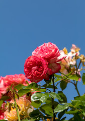 Red roses flowers on the branch in the garden