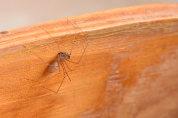A house spider caught a cockroach and tries to eat it on the wooden surface