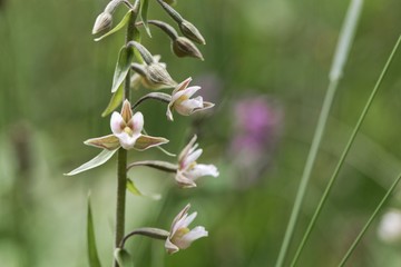 Flowers of a marsh helleborine, Epipactis palustris