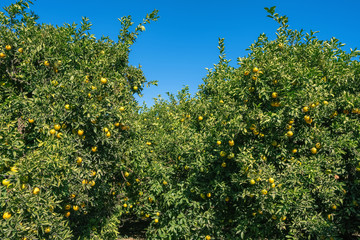 Ripe oranges hanging on a trees in the fruit garden