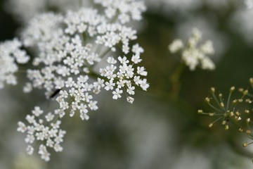 Macro photo of greater burnet-saxifrage, Pimpinella major.