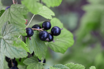 black currant grows on a branch in the garden, summer berries,