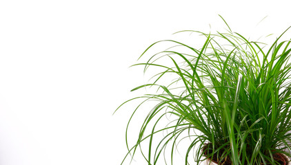 Grass for the Cat fresh green grass. Cat grass, pet grass. Natural herbal treatment at white background with copy space, the concept of the health of ...