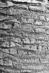 palm tree, tree bark closeup, monochrome image