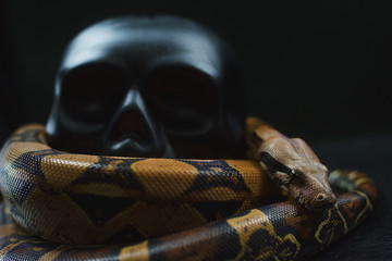 snake wrapped black skull on black background, Python settled and human skull, tongue sticking out