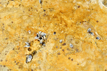 Barnacle group on the beach close up