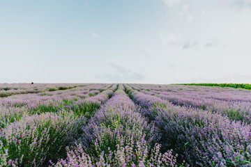 Plakat Lavender Fields at sunset