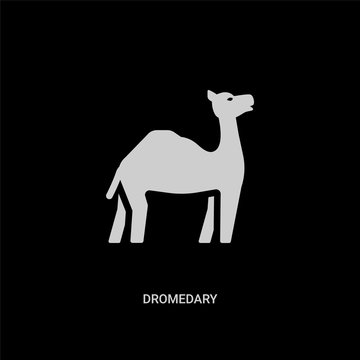 white dromedary vector icon on black background. modern flat dromedary from religion concept vector sign symbol can be use for web, mobile and logo.