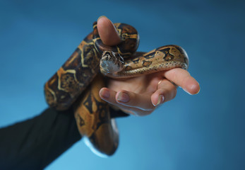 beautiful girl with red hair on a cool background with a snake on her neck, girl plays with snake...