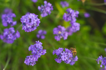A Bee collecting pollen from lavender flowers in a bright summer meadow