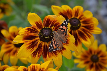 motyl , kwiat, bee, charakter, zółty, jardin, lato, insekt, roślin, kwiat, zieleń, makro, kwiat, rudbekia, płatek, kwiat, jary, pomarańcz, flora, beuty, fruwać, daisies, pyłek, bliska, miodu