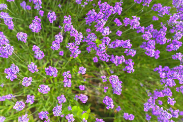 Fototapeta premium Lavender fields in close up detail, wild purple lavender flowers growing outside