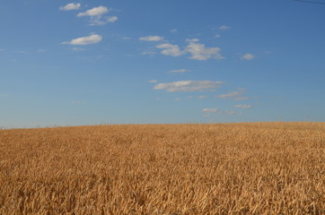 przenica, pola, rolnictwa, zboza, plon, lato, kaszka, farma, niebo, charakter, zbiorów, roślin, blękit, jedzenie, zółty, krajobraz, kukurydza, złota, obszarów wiejskich, bochenki, gras, żytni, hodowan