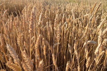 przenica, pola, rolnictwa, zboza, plon, lato, kaszka, farma, niebo, charakter, zbiorów, roślin,...