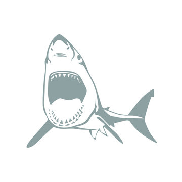 great white shark vector illustrator
