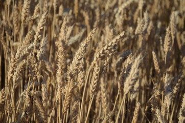 przenica, pola, rolnictwa, zboza, plon, lato, kaszka, farma, niebo, charakter, zbiorów, roślin, blękit, jedzenie, zółty, krajobraz, kukurydza, złota, obszarów wiejskich, bochenki, gras, żytni, hodowan