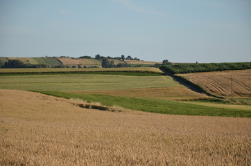 krajobraz, pola, niebo, charakter, gras, rolnictwa, lato, hayfield, zieleń, obszarów wiejskich, countryside, farma, drzew, blękit, kraj, drzew, górka, chmura, pola, rolnictwa, jary, chmura, kraina, zi © Szymon