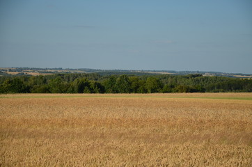 Obraz premium krajobraz, pola, niebo, charakter, gras, rolnictwa, lato, hayfield, zieleń, obszarów wiejskich, countryside, farma, drzew, blękit, kraj, drzew, górka, chmura, pola, rolnictwa, jary, chmura, kraina, zi