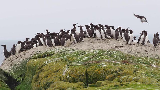 Guillimot (Uria aalge) on a rock.