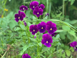 Obraz premium purple flowers in the garden
