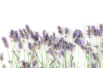 Fresh lavender flowers in bloom, shot from the top on a white background with a place for text